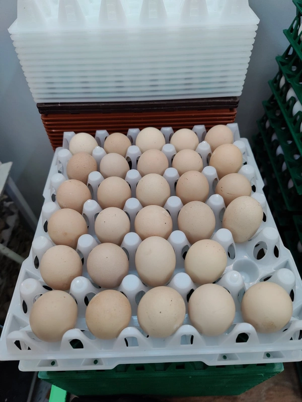 Sanjeevan Agro Brown Eggs गावरान अंडे - 30 Nos Full Size, 45/50GM