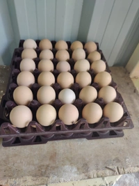 Sanjeevan Agro Brown Eggs गावरान अंडे - 30 Nos Full Size, 45/50GM