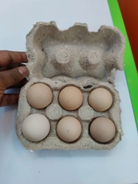 Sanjeevan Agro Brown Eggs गावरान अंडे - 30 Nos Full Size, 45/50GM