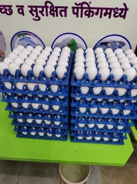 61-65GM Lehar Eggs लेहर अंडे - 30 Nos, 61-65GM