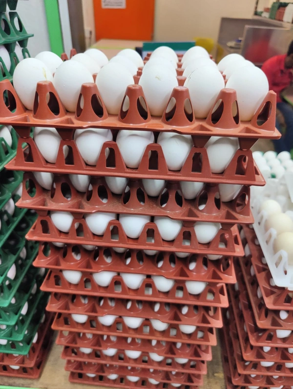 56-60GM Lehar Eggs लेहर अंडे - 30 Nos, 56-60GM