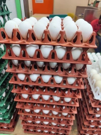 51-55GM Lehar Eggs लेहर अंडे - 30 Nos, 51-55GM
