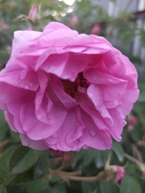 Rose Petals - Pink, Normal