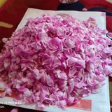 Rose Petals - Pink, Normal