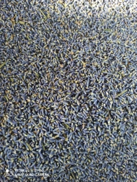 Lavender Flowers - Purple, Normal