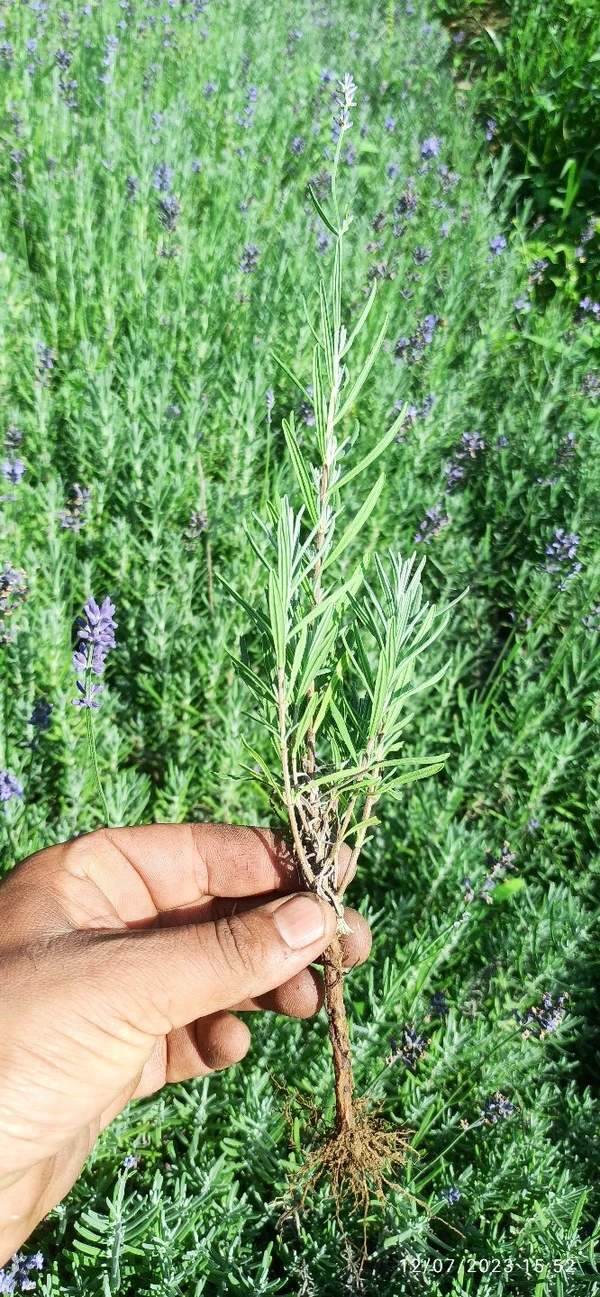 Lavender Plants 