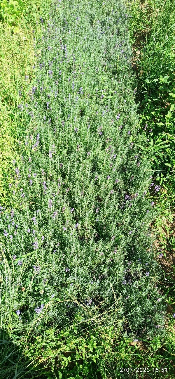 Lavender Plants 