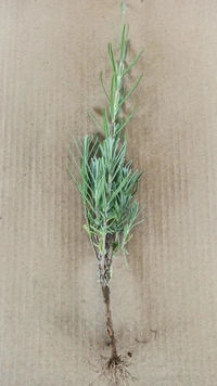Lavender Plants 