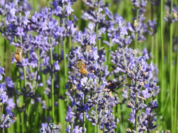  Lavender Oil - Yellow, 100 Grams