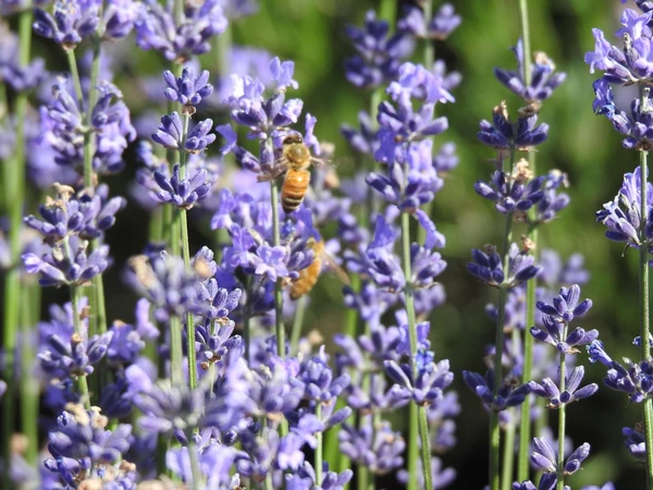 Lavender Flowers 