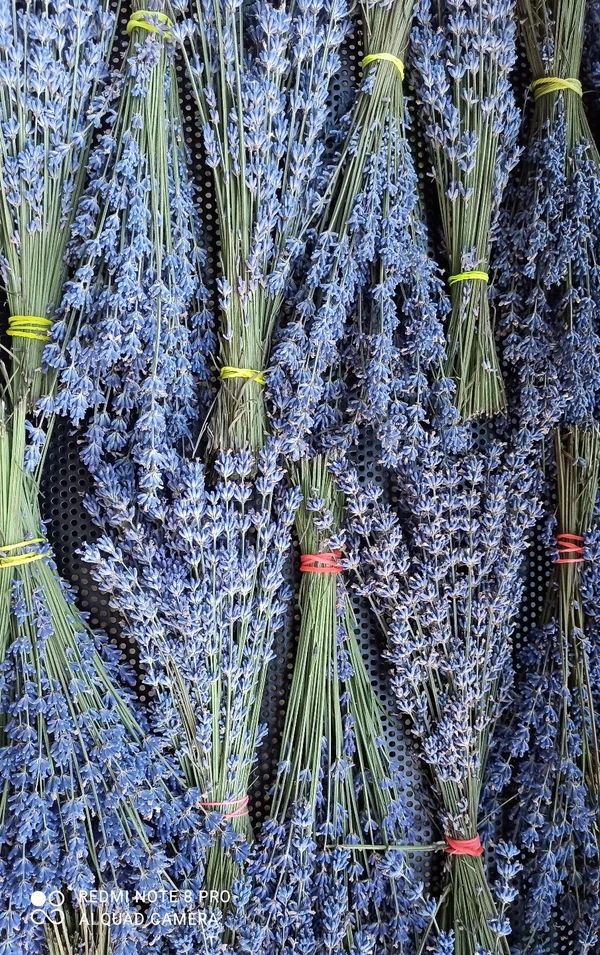 Lavender Bunches