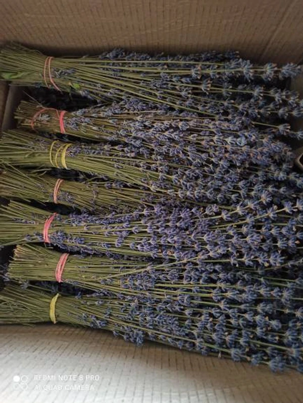Lavender Bunches