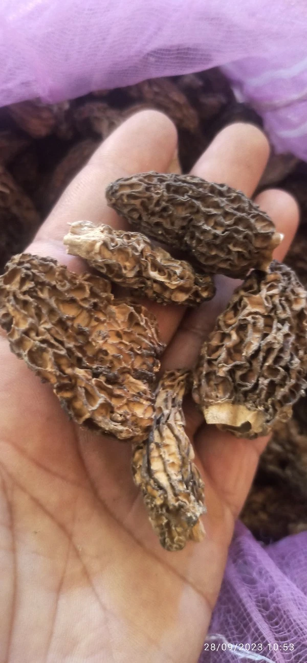 Morel Mushrooms /HSN 2003 @ 12%