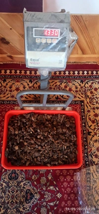 Morel Mushrooms /HSN 7123 @ 0%