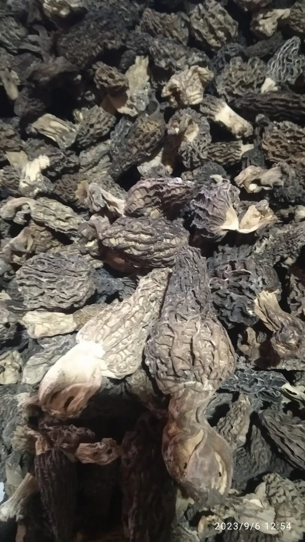 Morel Mushrooms /HSN 2003 @ 12%