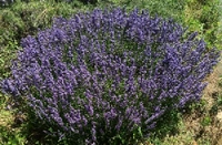 Lavender Hydrosol