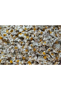 Chamomile Flowers 