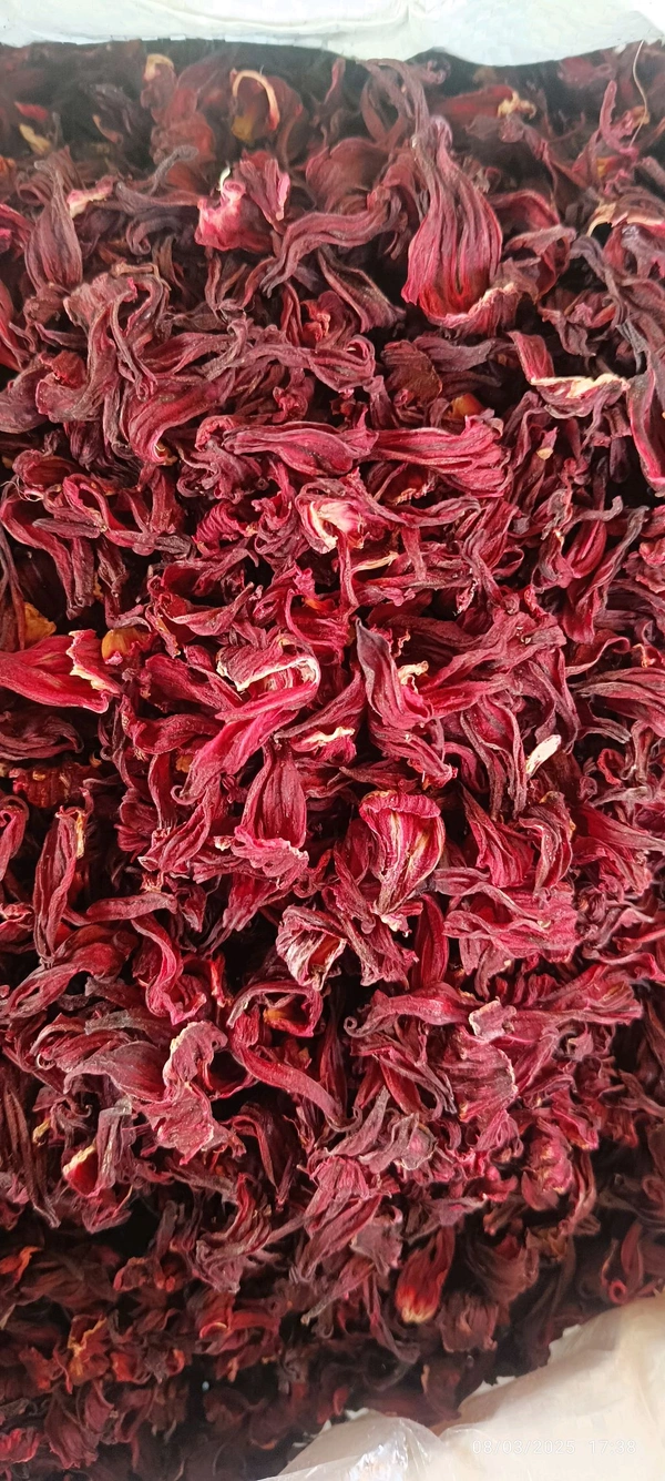Hibiscus Flower 