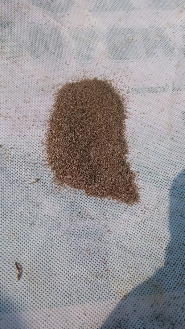 Artemisia Annua Seeds 