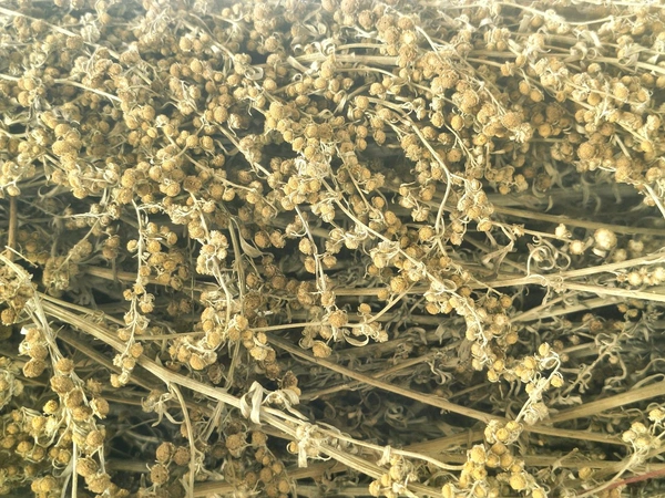 Artemisia leaves 