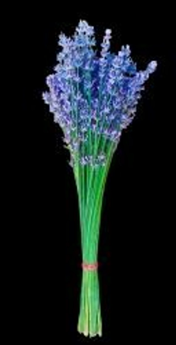 Payam Naturals  Lavender Bunches Dried  - Purple, 12-15 Inches