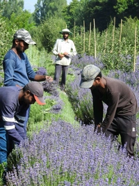 Payam Naturals  Lavender Bunches Dried  - Purple, 12-15 Inches
