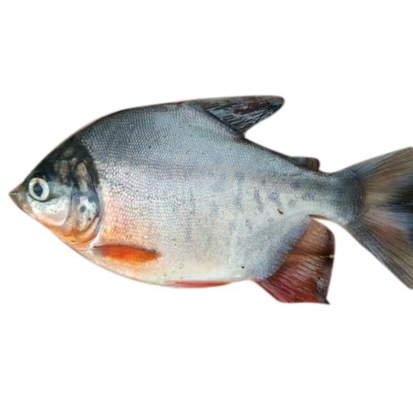 Fish Rupchanda (ৰূপচন্দা মাছ ) - 1Kg