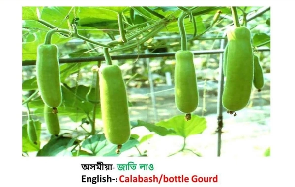 জাতি লাও ( Calabash / Bottle Gourd) Per Pcs