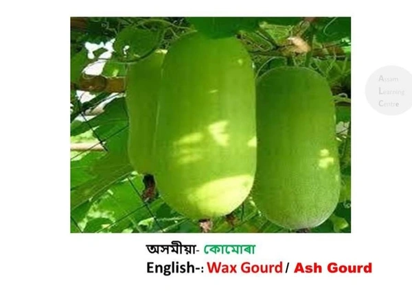 কোমোৰা ( Wax Gourd/Ash Goi) Per Pieces