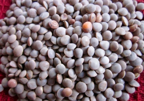 Kali Masoor Dal , 1Kg