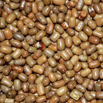 Moth Sabut , 500G