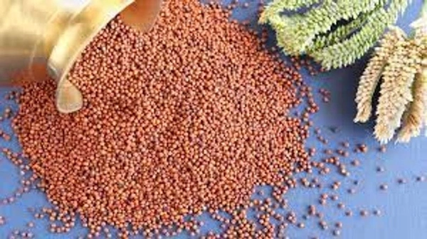 Ragi, 500G
