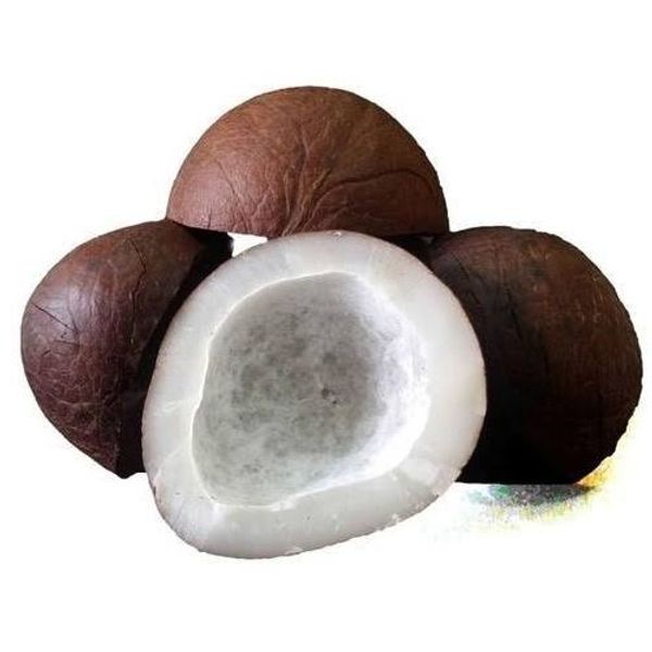Dab (Gut/Dry Coconut) - 100g