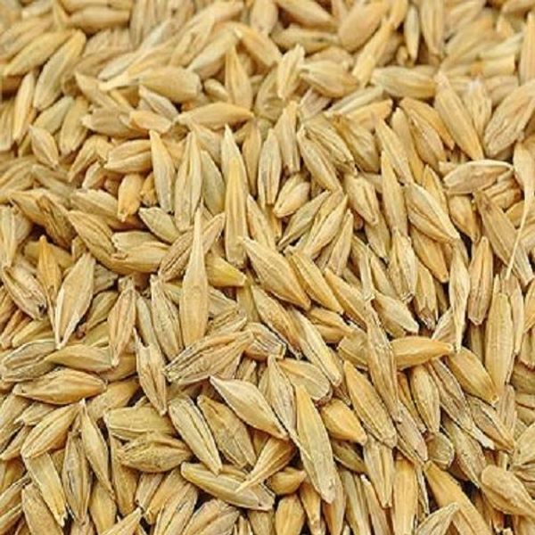 Jau Dhan (Jo Dhan/Barley Seeds) - 100g