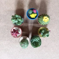 Miniature Succulent Plants 7 Pcs