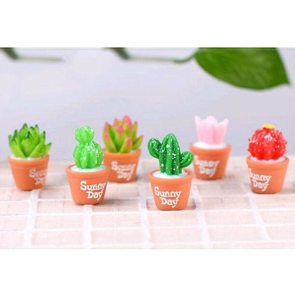 Miniature Succulent Plants-6 Pcs