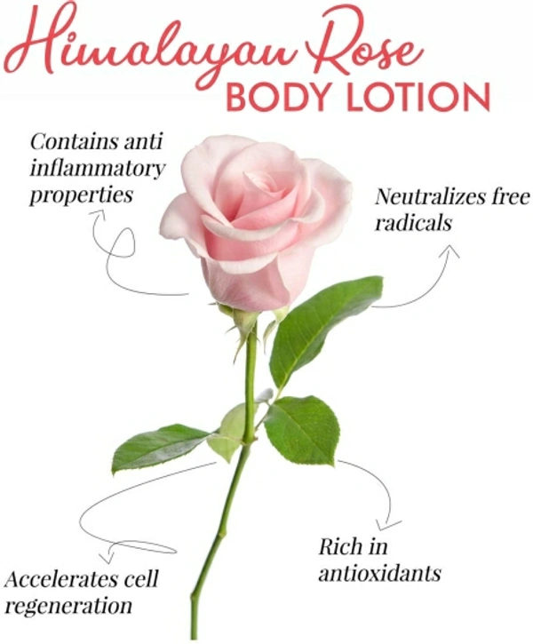 Moisturizing Body Lotion - Rose - Pack of 2