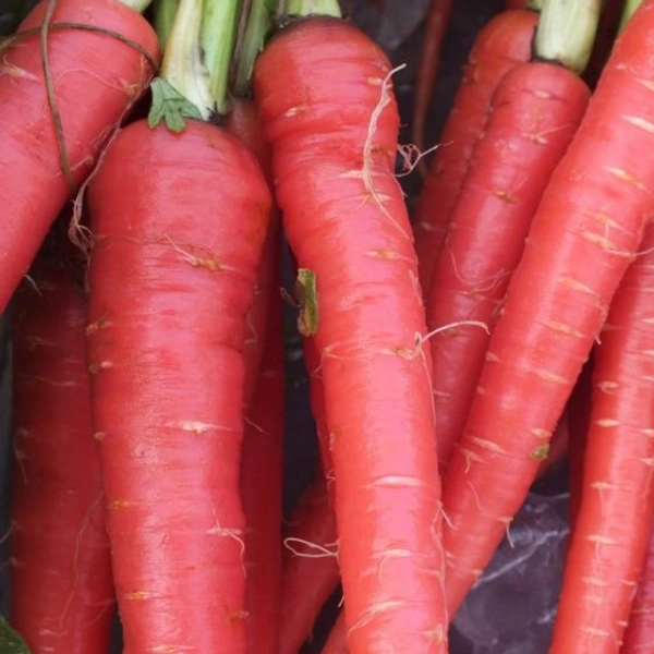 Red Carrot - Gajar 500 Gram