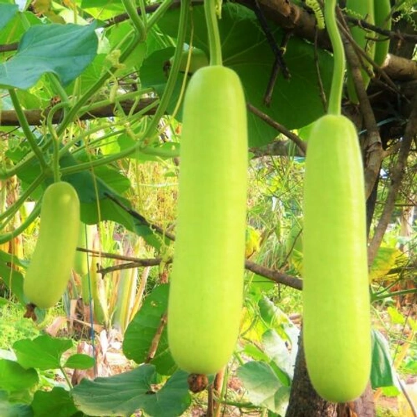 Calabash - Lauki (Approx 500-600 Grams)
