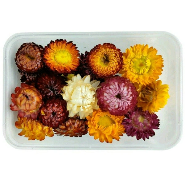 Dry Flower Box 1