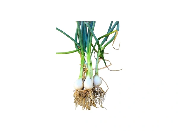 Spring Onion-Hara Pyaj-2500gm
