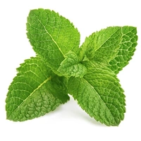 Mint (पुदीना) - 1 Bunch 