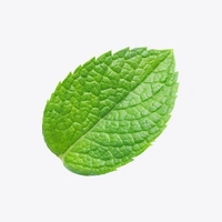 Mint (पुदीना) - 1 Bunch 