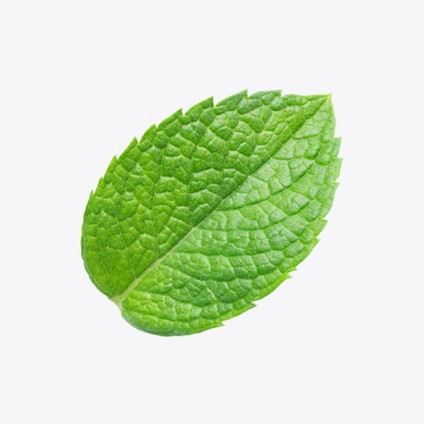 Mint (पुदीना) - 1 Bunch 