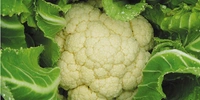 Cauliflower (फूलगोभी) - 1 Piece