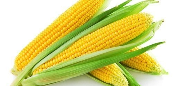 American Corn (अमेरिकन भुटा) - 1 Piece 