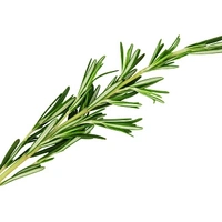 Rosemary (रोजमैरी) - 100g 