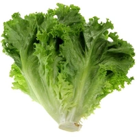 Leaves lettuce (सलाद पत्ते) - 250g 