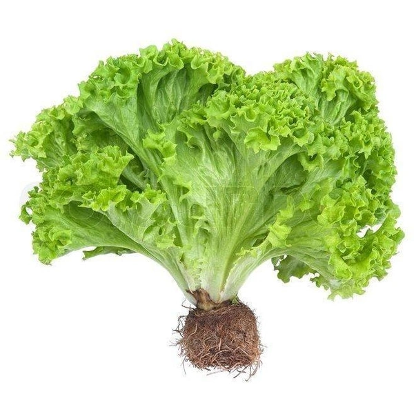 Leaves lettuce (सलाद पत्ते) - 250g 