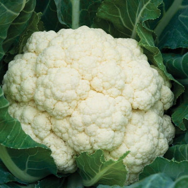 Cauliflower